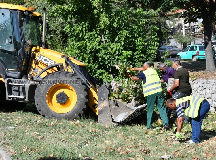 Поредна изгнила топола падна в коритото на река Хасковска 