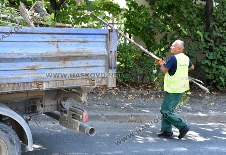 Поредна изгнила топола падна в коритото на река Хасковска 