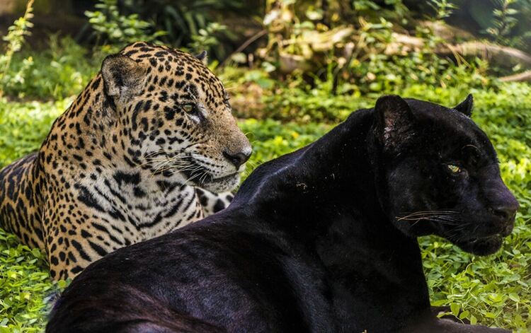 За първи път са заснети как се чифтосват редките и неуловими черни ягуари 
