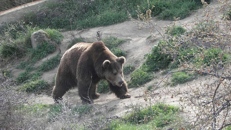 Мечки прогониха семейство в Севлиевско