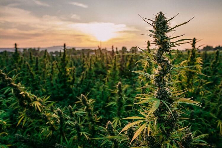 Задържаха двама да обгрижват нива с коноп край Хасково