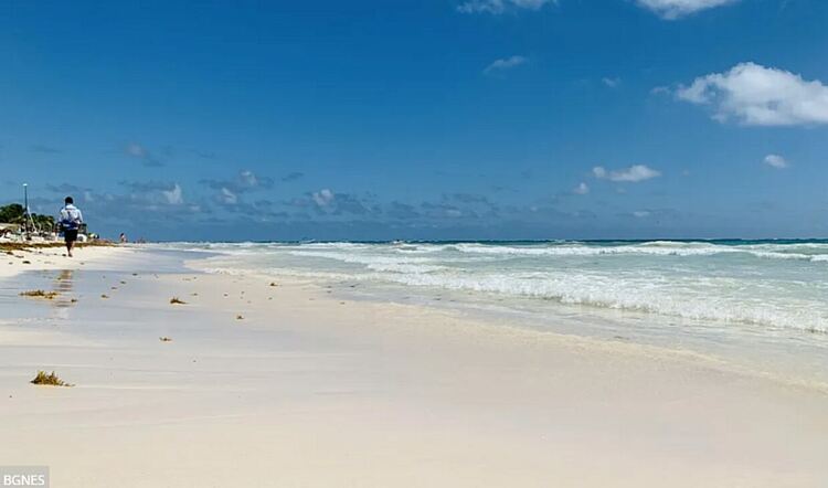 Невидимите герои на Средиземно море: Как растенията воюват с пластмасата