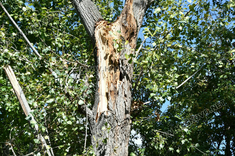 Клон от топола отново падна на хасковския бул. „Илинден“