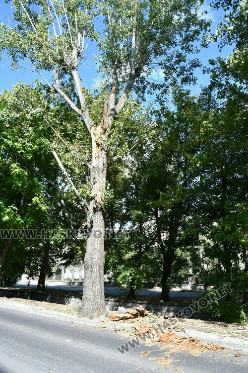 Клон от топола отново падна на хасковския бул. „Илинден“