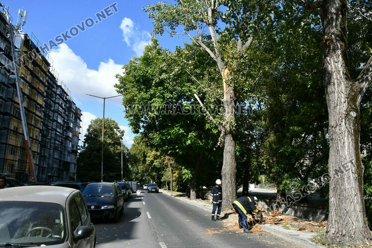 Клон от топола отново падна на хасковския бул. „Илинден“