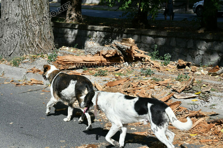 Клон от топола отново падна на хасковския бул. „Илинден“