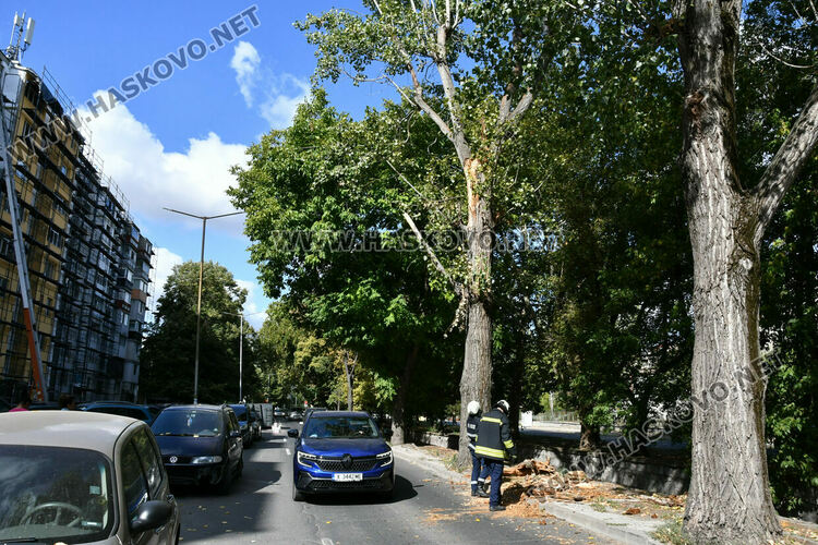 Клон от топола отново падна на хасковския бул. „Илинден“