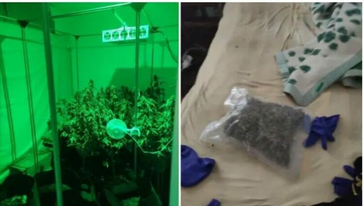 Хванаха сина на бившата шефка на спецпрокуратурата с 50 кг марихуана