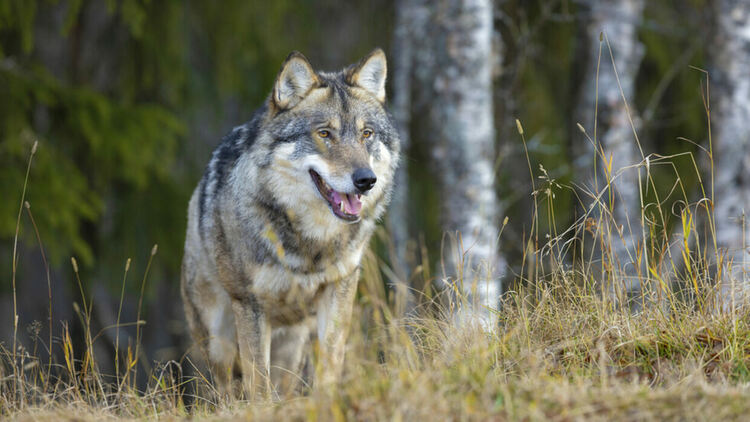 Вълк нападна 5-годишно момиче на плаж в Халкидики