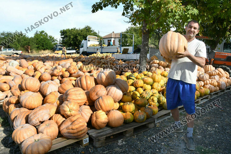 Богата реколта от тикви в Горски извор – пораснаха над 1.2 метра