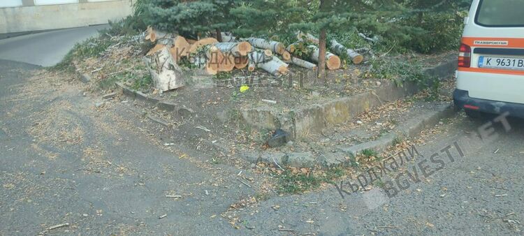 Секат дървета в двора на болницата в Кърджали,граждани негодуват