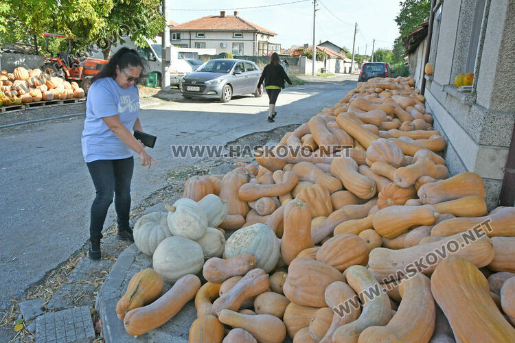 Богата реколта от тикви в Горски извор – пораснаха над 1.2 метра