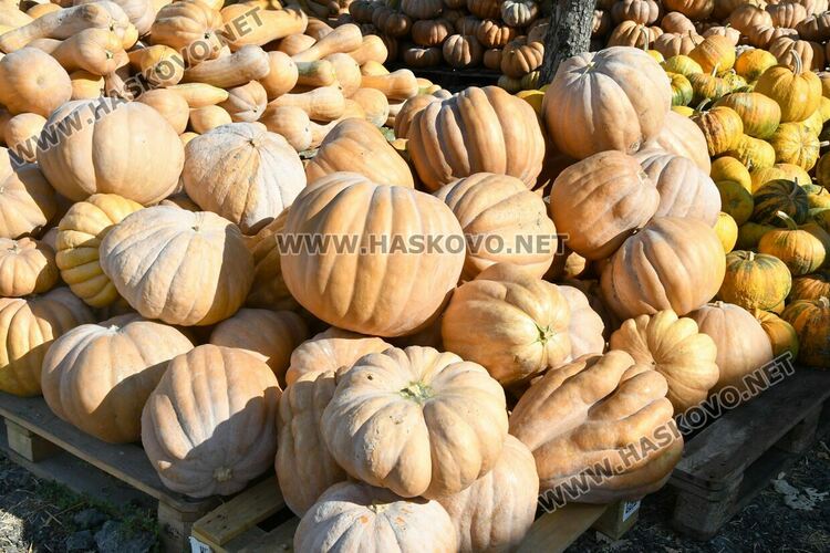Богата реколта от тикви в Горски извор – пораснаха над 1.2 метра