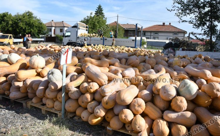 Богата реколта от тикви в Горски извор – пораснаха над 1.2 метра