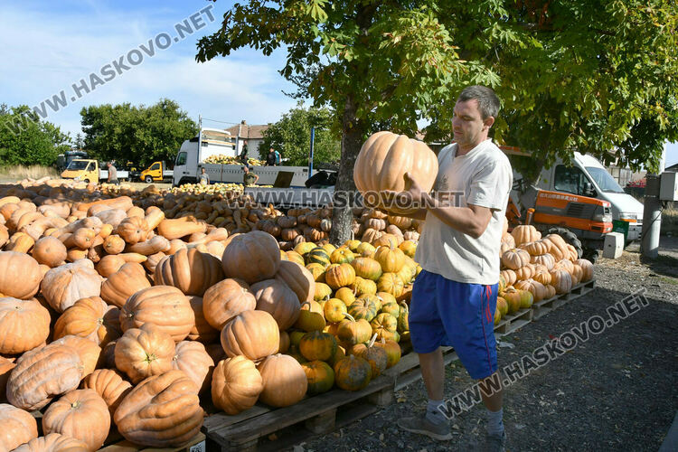 Богата реколта от тикви в Горски извор – пораснаха над 1.2 метра