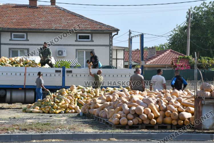 Богата реколта от тикви в Горски извор – пораснаха над 1.2 метра