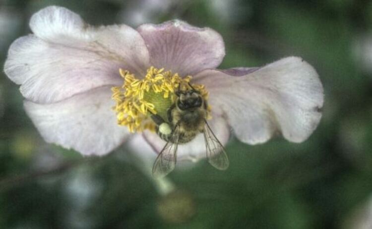 Пчела събираща прашец