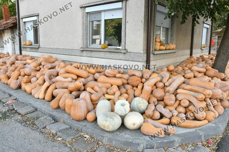 Богата реколта от тикви в Горски извор – пораснаха над 1.2 метра