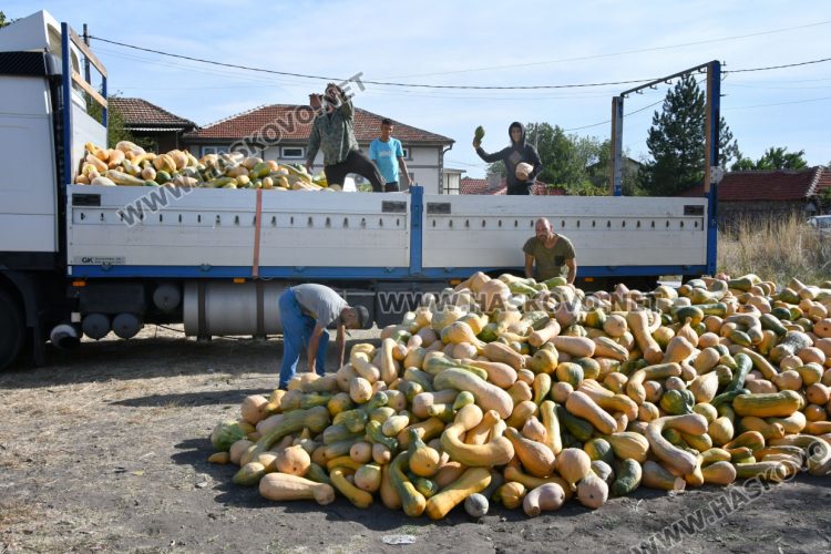 Богата реколта от тикви в Горски извор – пораснаха над 1.2 метра