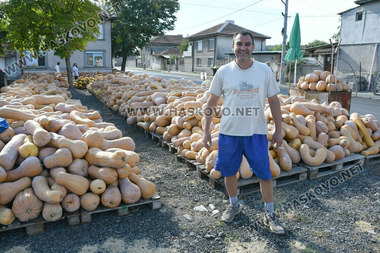 Богата реколта от тикви в Горски извор – пораснаха над 1.2 метра