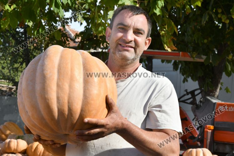 Богата реколта от тикви в Горски извор – пораснаха над 1.2 метра