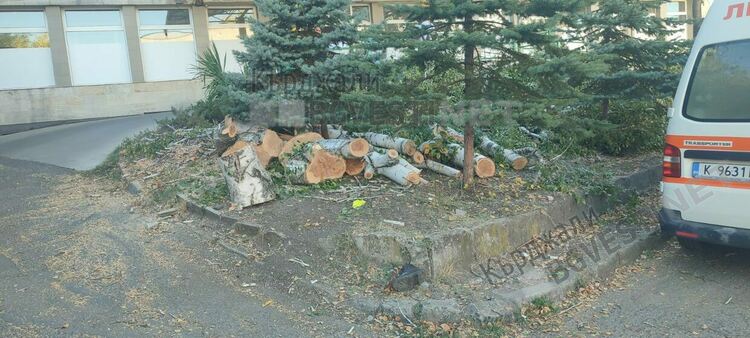 Секат дървета в двора на болницата в Кърджали,граждани негодуват
