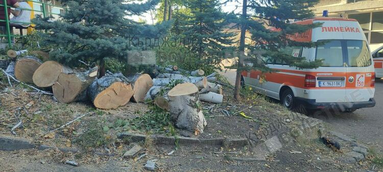 Секат дървета в двора на болницата в Кърджали,граждани негодуват