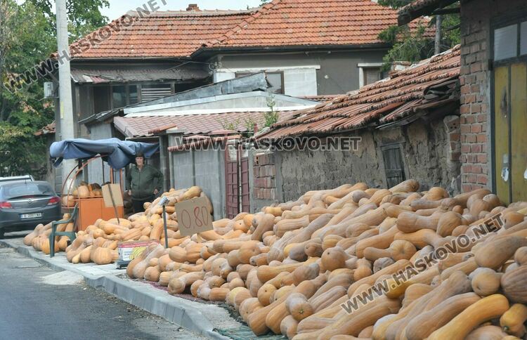 Богата реколта от тикви в Горски извор – пораснаха над 1.2 метра