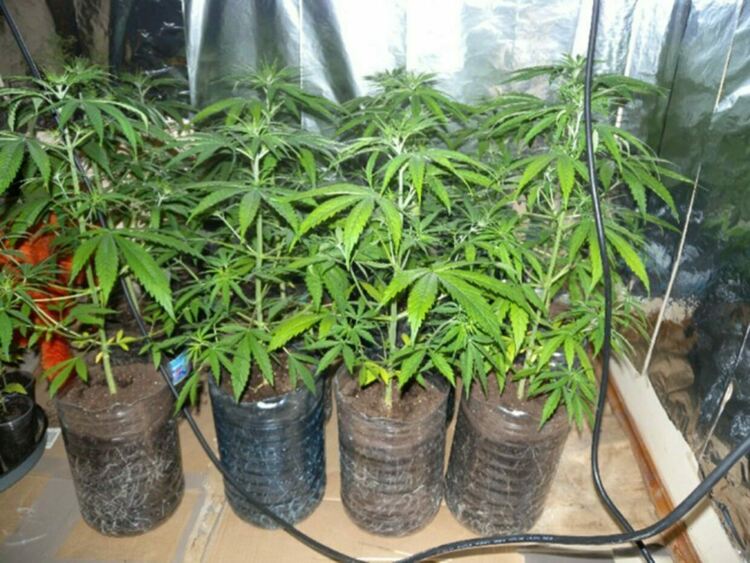 Хванаха трима с наркотици в Хасковско