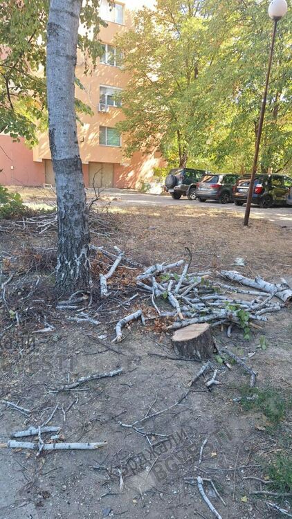 Тревога!Брезите в Кърджали съхнат,секат ги във „Възрожденци”