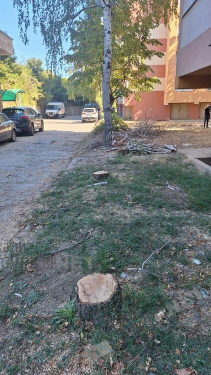 Тревога!Брезите в Кърджали съхнат,секат ги във „Възрожденци”