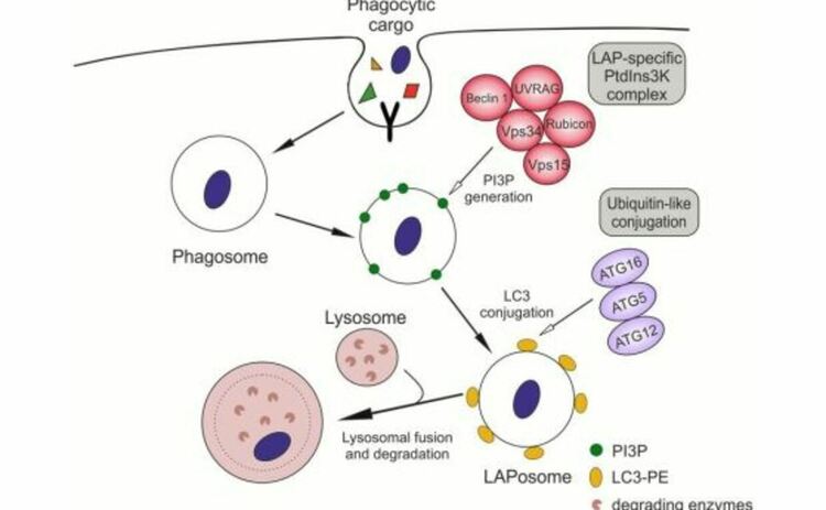 Механизъм на LC3-асоциираната фагоцитоза (LAP)