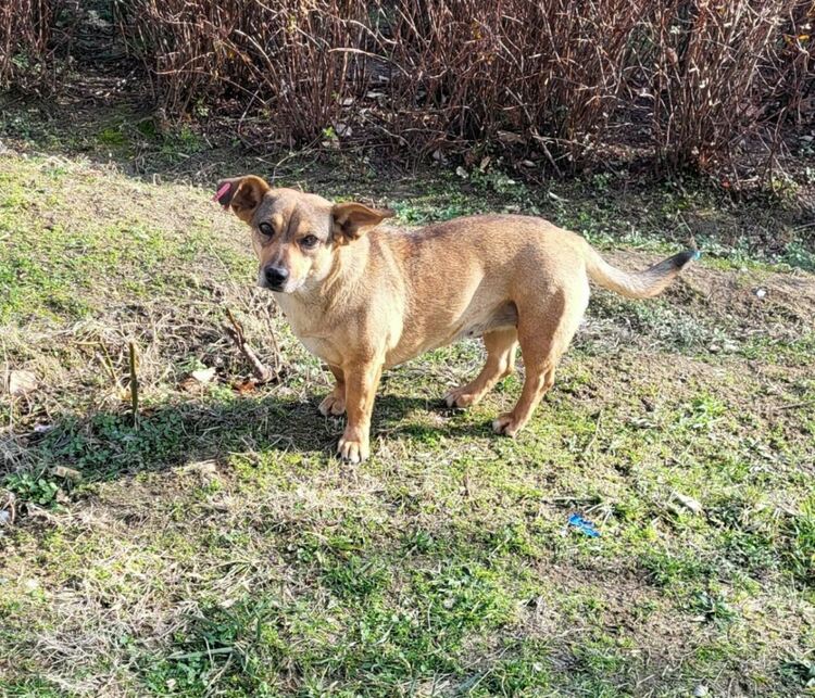 Община Асеновград търси доброволци за осиновяване на бездомни кучета