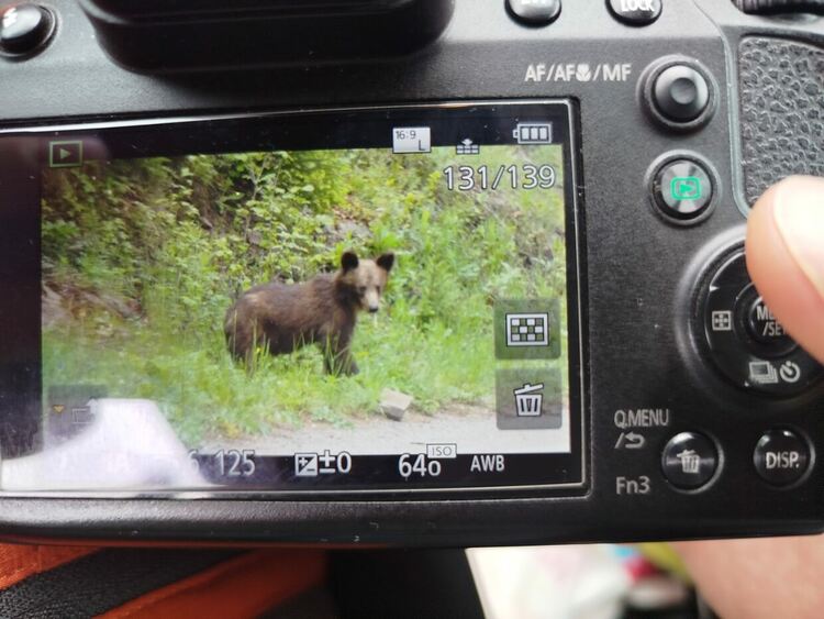 РИОСВ – Смолян  проведе акция за спасяване на мече