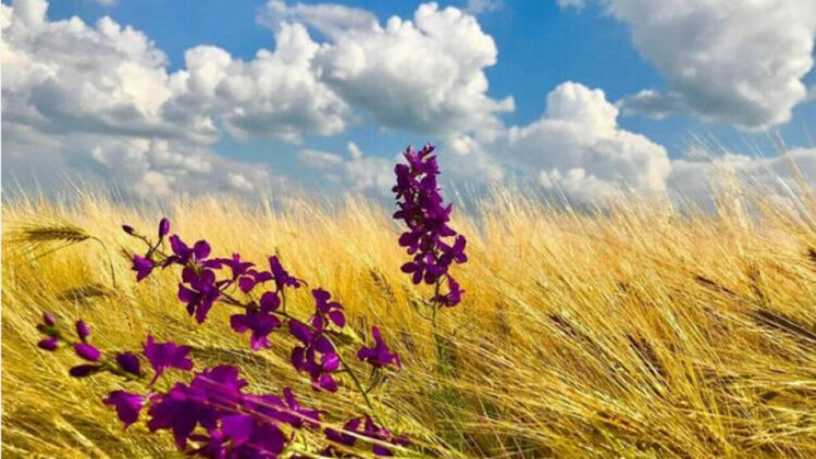 Жълт код за силен вятър в 12 области