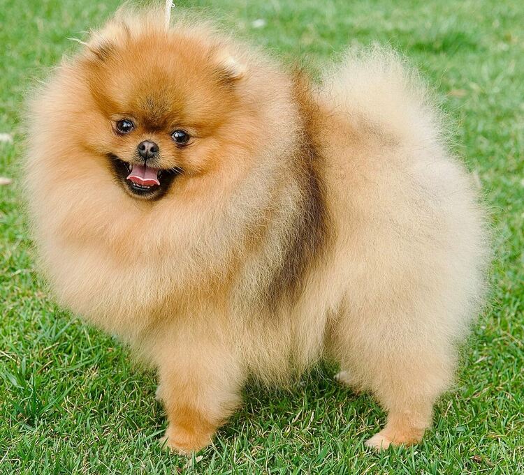 Близо 100 участника ще влязат в състезание за немски шпицове в Димитровград