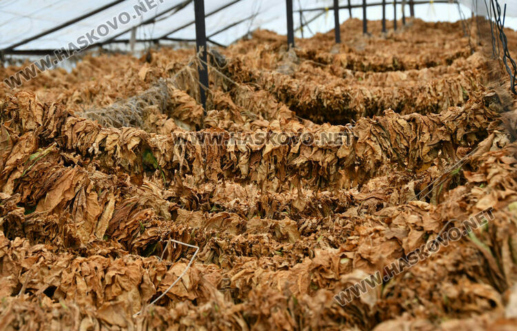 Румен Минчев: Реколтата от тютюн е добра, очакваме по-висока изкупна цена