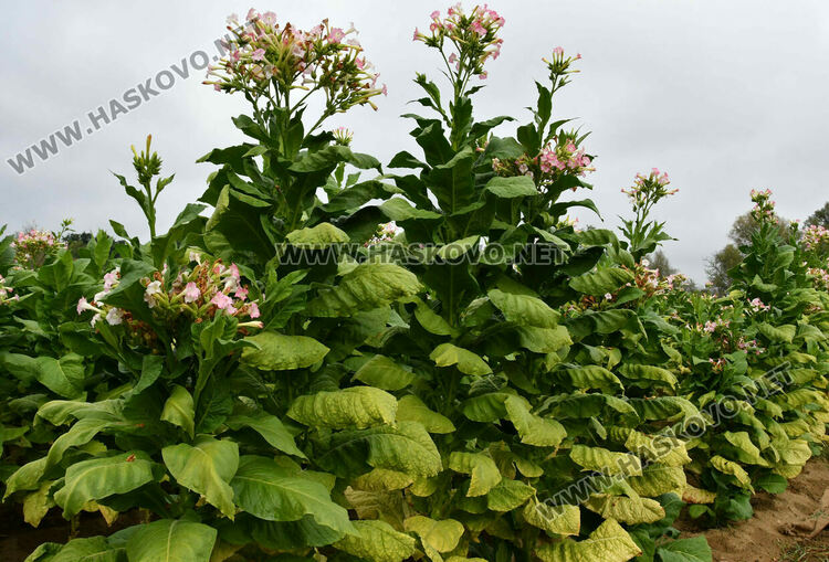 Румен Минчев: Реколтата от тютюн е добра, очакваме по-висока изкупна цена