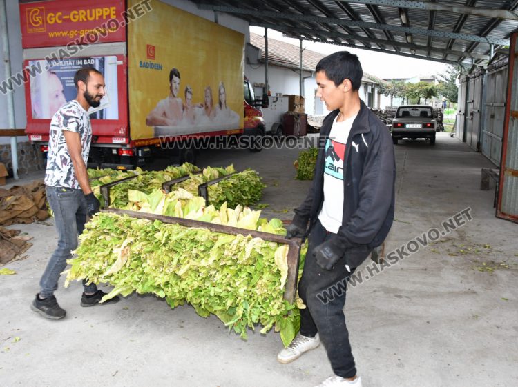 Румен Минчев: Реколтата от тютюн е добра, очакваме по-висока изкупна цена