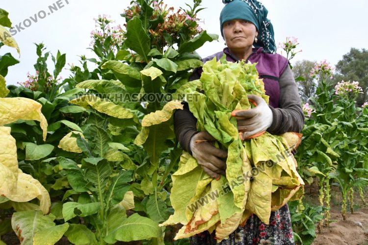 Румен Минчев: Реколтата от тютюн е добра, очакваме по-висока изкупна цена