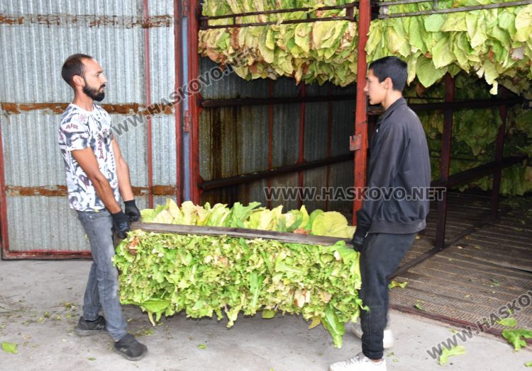Румен Минчев: Реколтата от тютюн е добра, очакваме по-висока изкупна цена