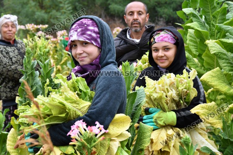 Гюлтен (отпред вляво)