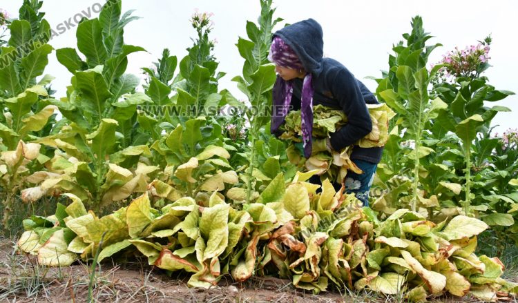 Румен Минчев: Реколтата от тютюн е добра, очакваме по-висока изкупна цена