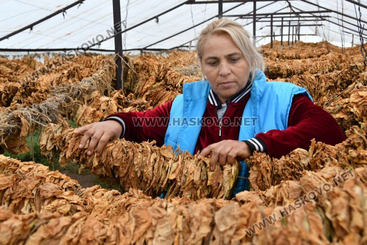 Румен Минчев: Реколтата от тютюн е добра, очакваме по-висока изкупна цена