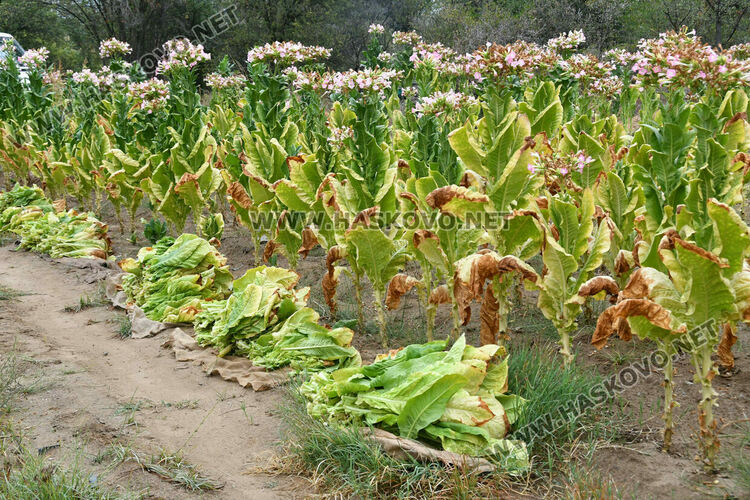 Румен Минчев: Реколтата от тютюн е добра, очакваме по-висока изкупна цена