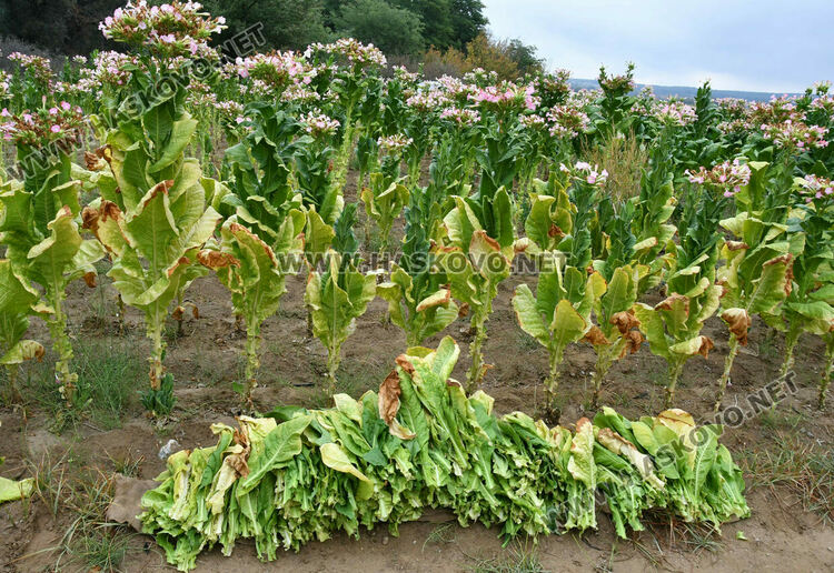 Румен Минчев: Реколтата от тютюн е добра, очакваме по-висока изкупна цена