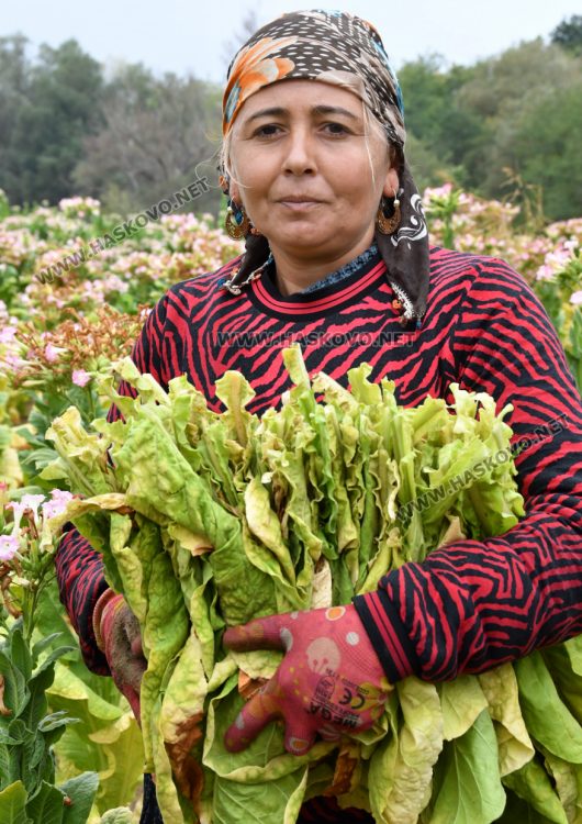 Румен Минчев: Реколтата от тютюн е добра, очакваме по-висока изкупна цена