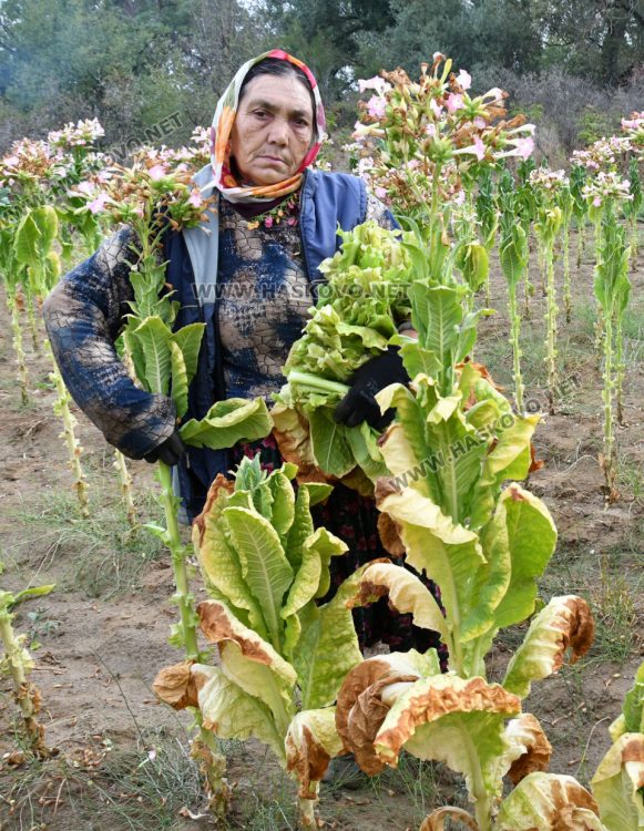 Румен Минчев: Реколтата от тютюн е добра, очакваме по-висока изкупна цена