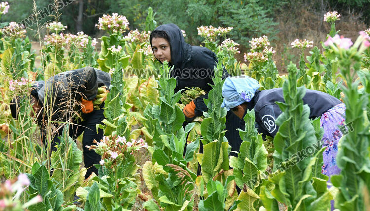 Румен Минчев: Реколтата от тютюн е добра, очакваме по-висока изкупна цена