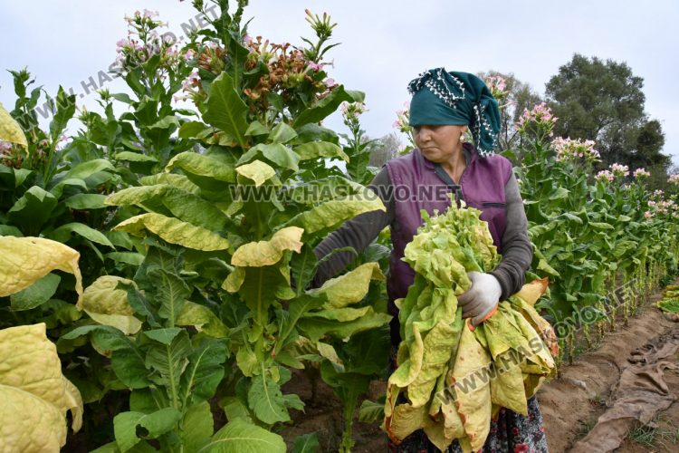 Румен Минчев: Реколтата от тютюн е добра, очакваме по-висока изкупна цена